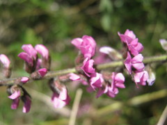 Cullen australasicum