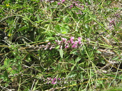 Cullen australasicum