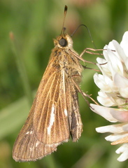 Panoquina panoquin