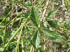 Cullen australasicum
