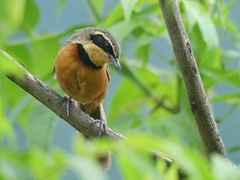 Olive-Crowned Crescentchest photo 3