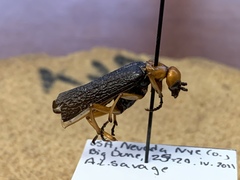 Lytta magister