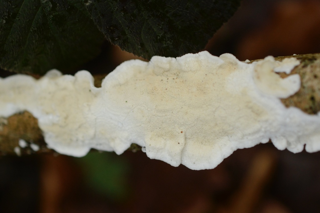 Byssomerulius corium · December 2025 · photo: © cryptomarasmius (iNaturalist, cc-by)