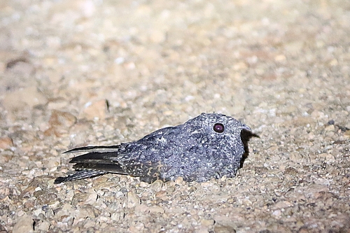 iNaturalist image