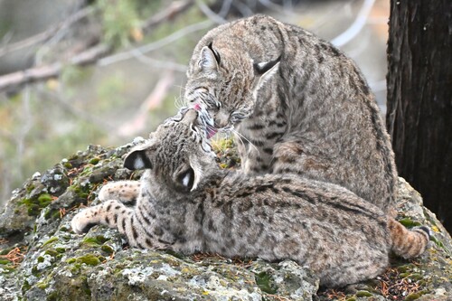 Bobcat photographed in Oregon