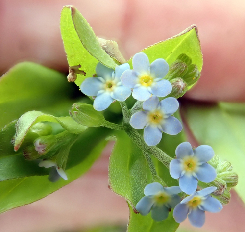 Bay forget-me-not (Myosotis laxa)