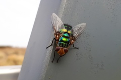 Chrysorutilia
