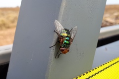 Chrysorutilia