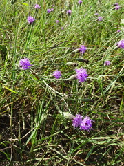 Liatris cymosa