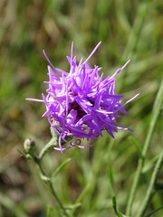 Liatris cymosa