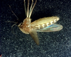 Culex pipiens
