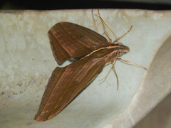 Elibia dolichus