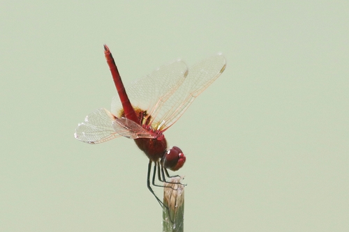 Red Basker