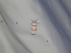 Cyana perornata