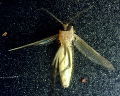 Culex pipiens
