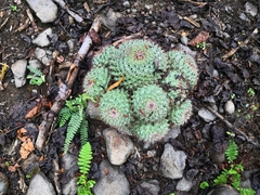 Mammillaria scrippsiana