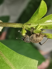 Metapocyrtus adspersus