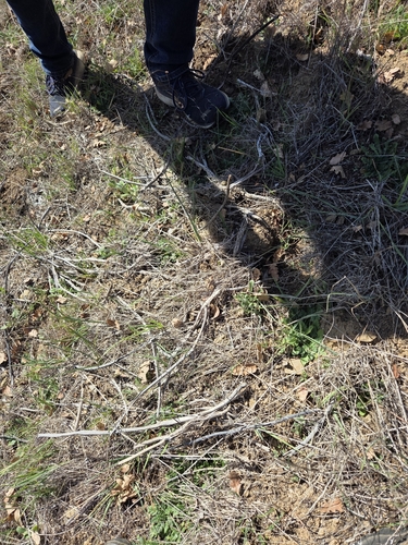 iNaturalist observation photo of California milkweed