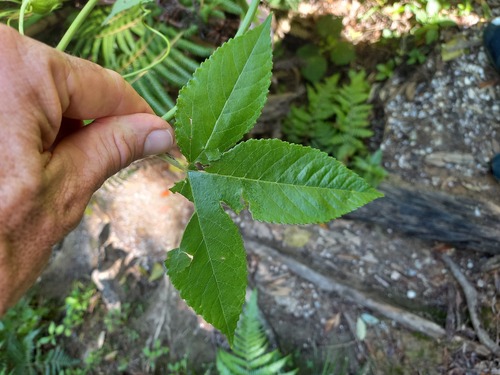 Passiflora tarminiana