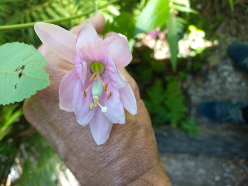 Passiflora tarminiana