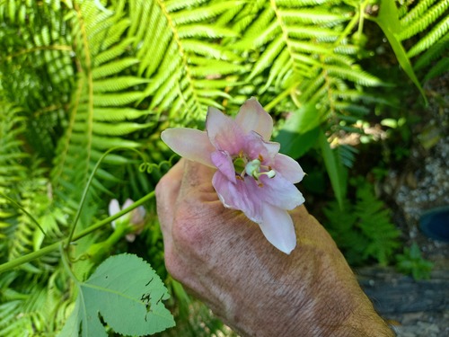 Passiflora tarminiana