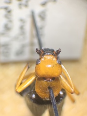 Lytta magister