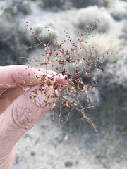 Centrostegia thurberi