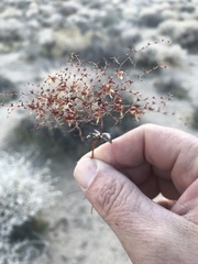 Centrostegia thurberi