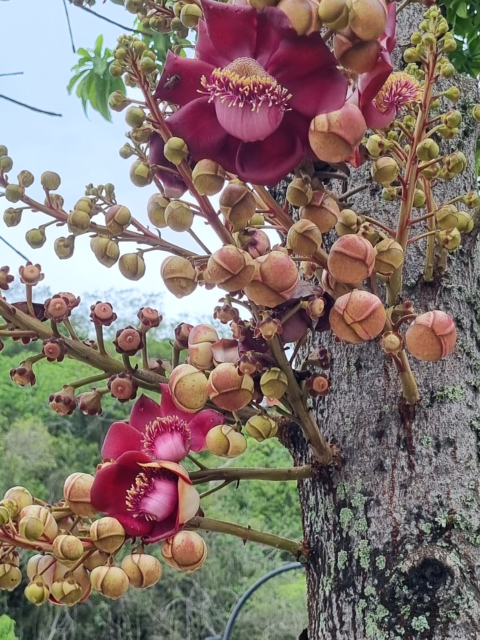Couroupita guianensis