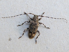Astyleiopus variegatus