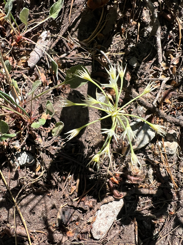 Allium campanulatum, photograph 6