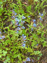 Penstemon albertinus