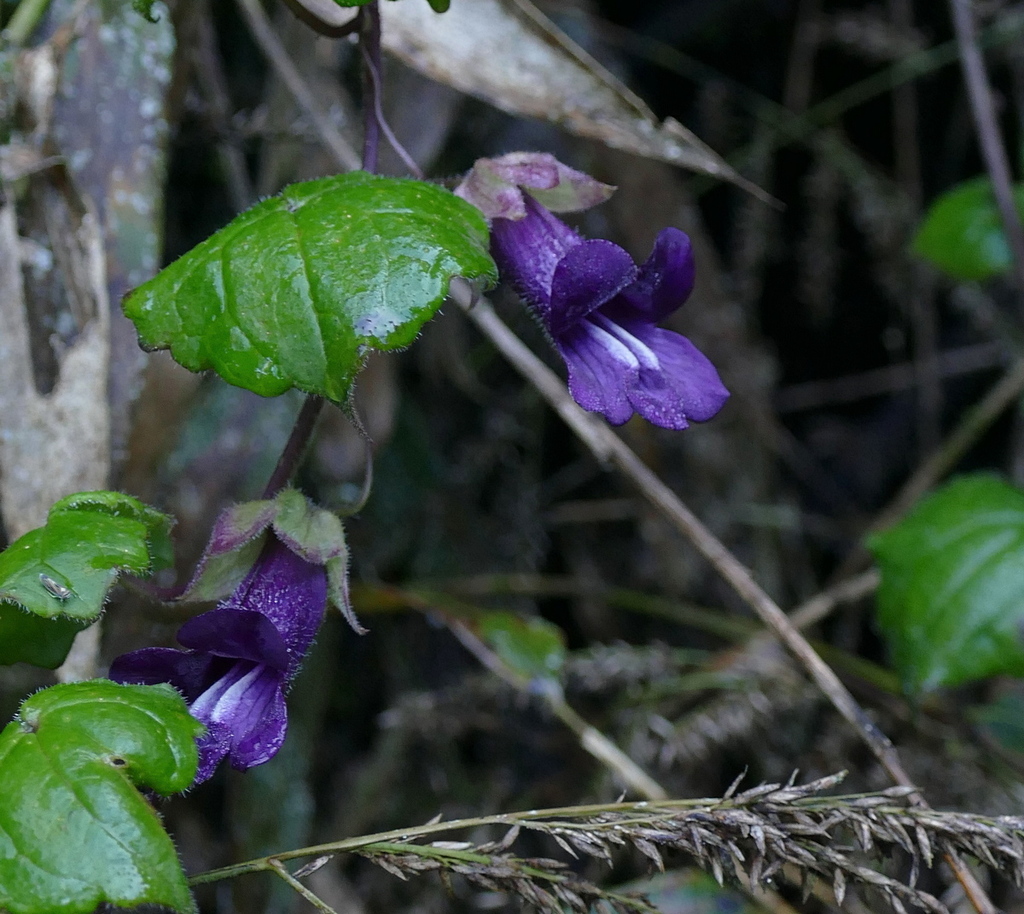 Rhodochiton nubicola