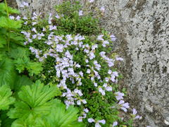 Penstemon fruticosus fruticosus