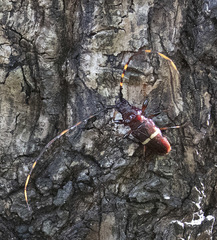 Trachyderes succinctus