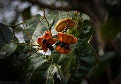 Archidendron hendersonii