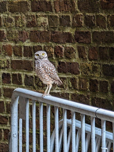 Burrowing Owl photographed in South Carolina