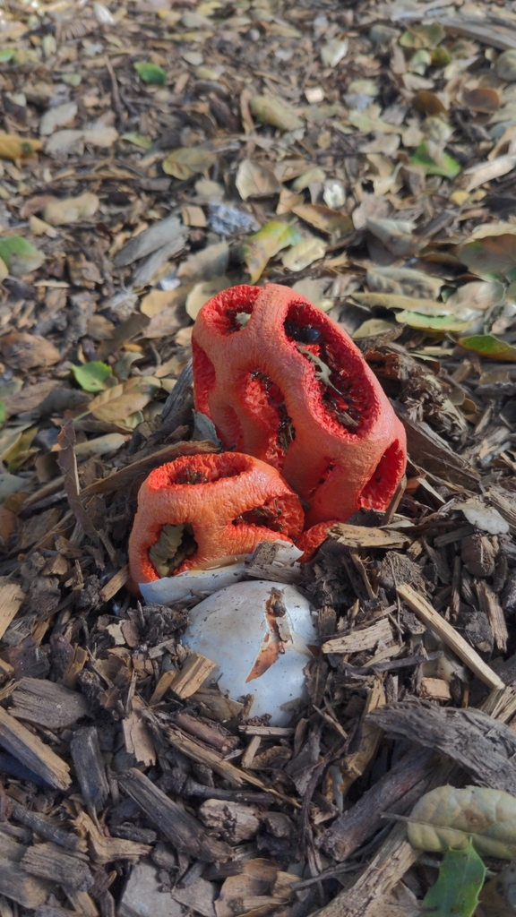 Clathrus ruber · December 2025 · photo: © georgewilliams1 (iNaturalist, cc0)