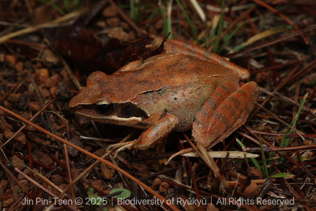 Ryukyu Brown Frog
