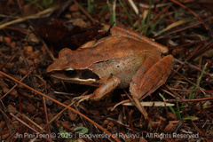 Ryukyu Brown Frog photo 3