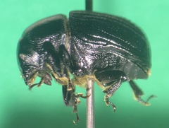 Phloeoborus punctatorugosus