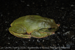 Green Flying Frog photo 1