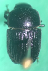 Phloeoborus punctatorugosus