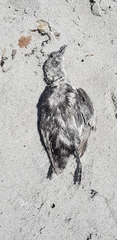 Pelecanoides urinatrix