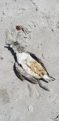 Pelecanoides urinatrix