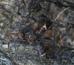 Trachyderes succinctus