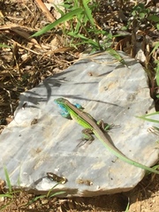 Cnemidophorus ruatanus