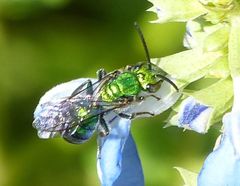 Pseudaugochlora graminea