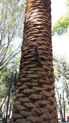 Sciurus aureogaster