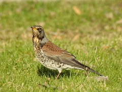 Turdus pilaris